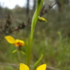 Diuris nigromontana at Molonglo Valley, ACT - suppressed