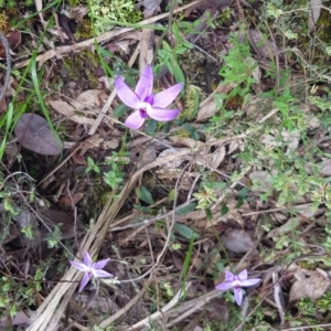 Glossodia major at Molonglo Valley, ACT - 8 Oct 2022