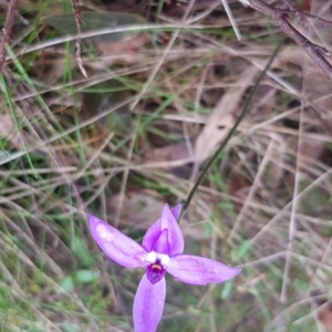 Glossodia major at Molonglo Valley, ACT - 8 Oct 2022