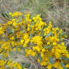 Acacia buxifolia subsp. buxifolia (Box-leaf Wattle) at Molonglo Valley, ACT - 8 Oct 2022 by MatthewFrawley