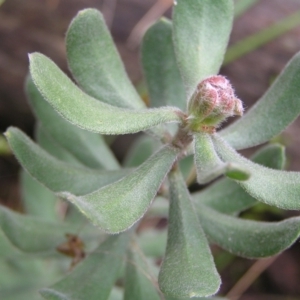 Persoonia rigida at Molonglo Valley, ACT - 8 Oct 2022