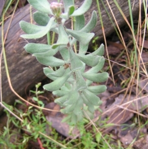 Persoonia rigida at Molonglo Valley, ACT - 8 Oct 2022