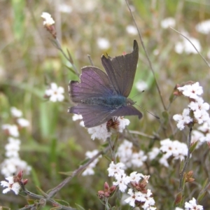 Erina hyacinthina at Molonglo Valley, ACT - 8 Oct 2022