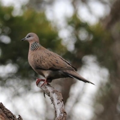 Spilopelia chinensis (Spotted Dove) at Robigana, TAS - 25 Sep 2022 by Rixon