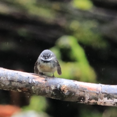 Rhipidura albiscapa (Grey Fantail) at Liffey, TAS - 25 Sep 2022 by Rixon