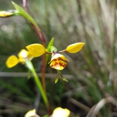 Diuris nigromontana (Black Mountain Leopard Orchid) at Aranda, ACT - 8 Oct 2022 by HappyWanderer