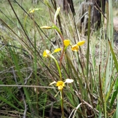 Diuris nigromontana at Aranda, ACT - 8 Oct 2022