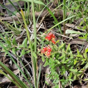 Grevillea alpina at Aranda, ACT - 8 Oct 2022