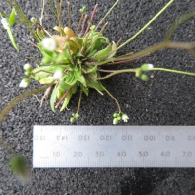 Erophila verna (Whitlow Grass) at Cooma, NSW - 5 Oct 2022 by Teinm