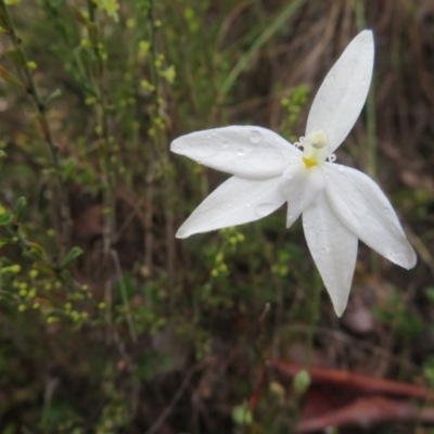 Glossodia major (Wax Lip Orchid) at Molonglo Valley, ACT - 8 Oct 2022 by Bubbles