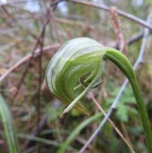 Pterostylis nutans at Aranda, ACT - 8 Oct 2022