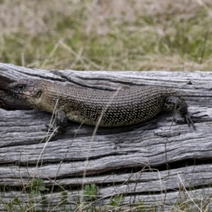 Egernia cunninghami at Wamboin, NSW - 4 Oct 2022