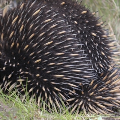 Tachyglossus aculeatus (Short-beaked Echidna) at Wamboin, NSW - 4 Oct 2022 by AlisonMilton