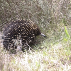 Tachyglossus aculeatus at Wamboin, NSW - 4 Oct 2022