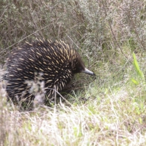 Tachyglossus aculeatus at Wamboin, NSW - 4 Oct 2022