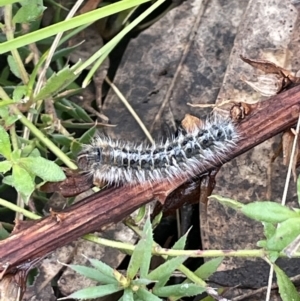 Anthela (genus) immature at Garran, ACT - 8 Oct 2022 01:04 PM