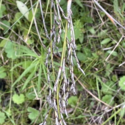 Lepidosperma laterale (Variable Sword Sedge) at Garran, ACT - 8 Oct 2022 by JaneR