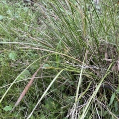 Lepidosperma laterale at Garran, ACT - 8 Oct 2022 01:01 PM