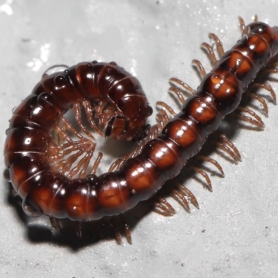 Paradoxosomatidae sp. (family) (Millipede) at ANBG - 6 Oct 2022 by TimL