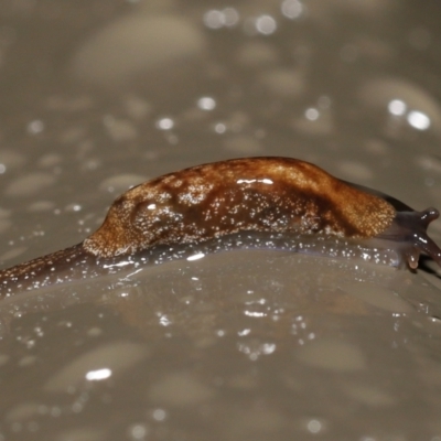 Cystopelta astra (Snowy Mountains Humpback Slug) at Acton, ACT - 5 Oct 2022 by TimL