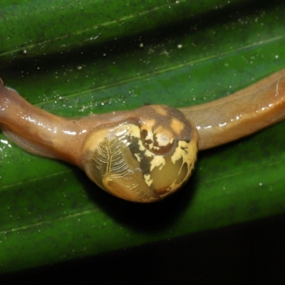 Mysticarion porrectus (Golden Semi-slug) at ANBG - 4 Oct 2022 by TimL