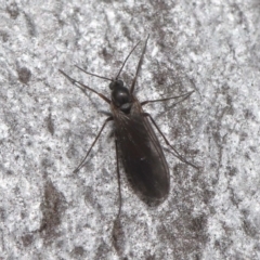 Sciaridae sp. (family) at Acton, ACT - 5 Oct 2022