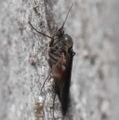 Sciaridae sp. (family) at Acton, ACT - 5 Oct 2022