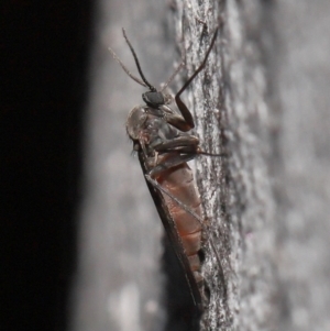 Sciaridae sp. (family) at Acton, ACT - 5 Oct 2022