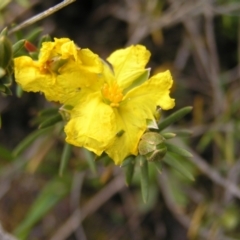 Hibbertia calycina at Molonglo Valley, ACT - 8 Oct 2022 12:13 PM