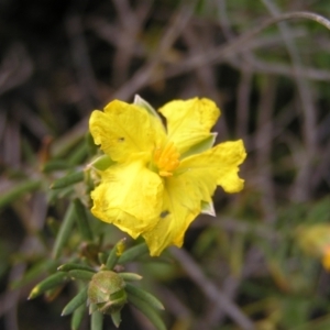 Hibbertia calycina at Molonglo Valley, ACT - 8 Oct 2022 12:13 PM