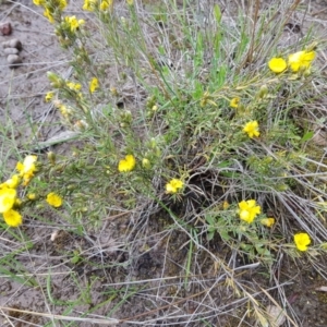 Hibbertia calycina at Molonglo Valley, ACT - 8 Oct 2022 12:13 PM