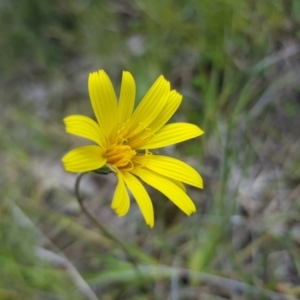 Microseris walteri at Molonglo Valley, ACT - 8 Oct 2022