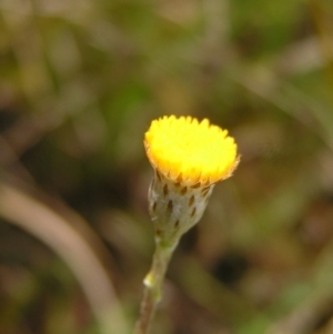 Leptorhynchos squamatus at Molonglo Valley, ACT - 8 Oct 2022