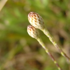 Leptorhynchos squamatus at Molonglo Valley, ACT - 8 Oct 2022