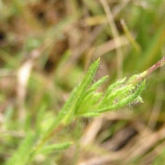 Leptorhynchos squamatus at Molonglo Valley, ACT - 8 Oct 2022