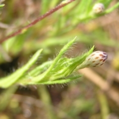 Leptorhynchos squamatus at Molonglo Valley, ACT - 8 Oct 2022