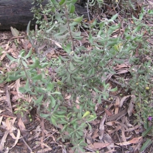 Persoonia rigida at Molonglo Valley, ACT - 8 Oct 2022 12:44 PM