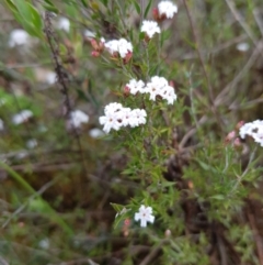 Leucopogon virgatus (Common Beard-heath) at Molonglo Valley, ACT - 8 Oct 2022 by MatthewFrawley