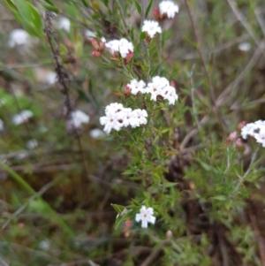 Leucopogon virgatus at Molonglo Valley, ACT - 8 Oct 2022 12:30 PM