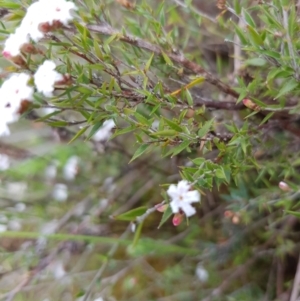 Leucopogon virgatus at Molonglo Valley, ACT - 8 Oct 2022 12:30 PM