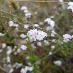 Leucopogon virgatus at Molonglo Valley, ACT - 8 Oct 2022