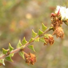 Acacia gunnii (Ploughshare Wattle) at Molonglo Valley, ACT - 8 Oct 2022 by MatthewFrawley