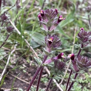 Parentucellia latifolia at Garran, ACT - 8 Oct 2022