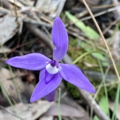 Glossodia major at Jerrabomberra, NSW - 8 Oct 2022