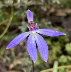 Cyanicula caerulea (Blue Fingers, Blue Fairies) at Mount Jerrabomberra - 8 Oct 2022 by AnneG1