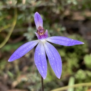 Cyanicula caerulea at Jerrabomberra, NSW - 8 Oct 2022