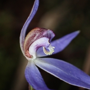 Cyanicula caerulea at Jerrabomberra, NSW - suppressed