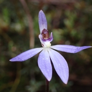 Cyanicula caerulea at Jerrabomberra, NSW - suppressed