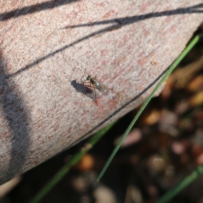 Unidentified Long-legged Fly (Dolichopodidae) at Wodonga, VIC - 8 Oct 2022 by KylieWaldon