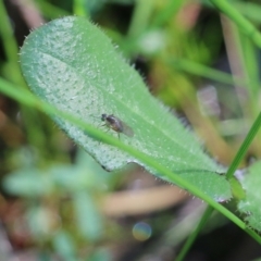 Unidentified Long-legged Fly (Dolichopodidae) at Wodonga, VIC - 8 Oct 2022 by KylieWaldon